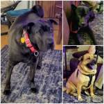 Photo of Odin, Reggie & Todd