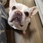 Photo of Lucy & Hoss