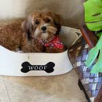 Photo of Sadie / Brandie