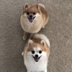 Photo of Chex and Joy