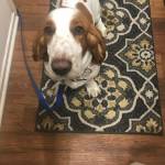 Photo of Busters / Bailey