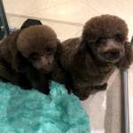 Photo of Lexi and Alpha