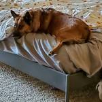 Photo of Chewy and Taco