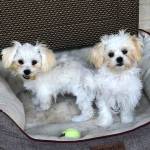 Photo of Cooper, Luna & Bolt