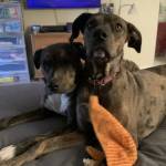 Photo of Remington & Weatherby