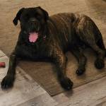 Photo of Butch, Bella, Elsa & Tugger