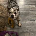 Photo of Buster / Blu