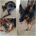 Photo of Schootza, Stormy & Tahki