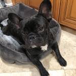 Photo of Romeo, Shadow & Lucy