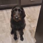 Photo of Oscar & Lupa