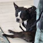 Photo of Millie, Martin & Maize