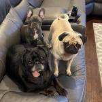 Photo of Rocco, Ginger, Phoebe
