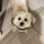 Photo of Atlas & Bandit