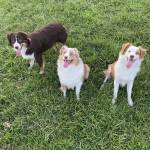 Photo of Sky, Boomer & Tucker
