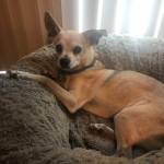 Photo of Bandit & Biscuit