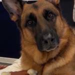 Photo of Siggy / Gretel