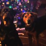 Photo of Moose and Kora