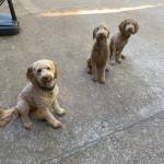 Photo of Luna and Scooter