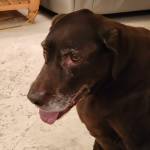 Photo of River & Buster