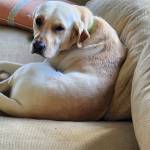 Photo of Sparky, Luna and Bagel