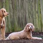 Photo of Boone & Sam