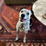 Photo of Jenny & Honey