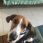 Photo of Butch / D'jango / Buddha