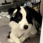 Photo of Bonnie / Stella