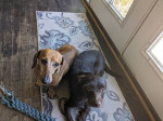 Photo of Frankie and Charlie
