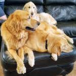 Photo of Thor, Loki, Penny & Freya