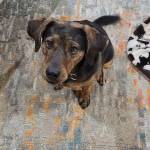 Photo of Tucker, Lucy & Daisy