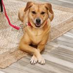 Photo of Ava & Frenchie