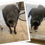 Photo of Lucy & Bailey