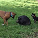 Photo of Sweetum’s and Lyca