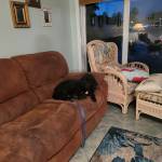 Photo of Snickerdoodle