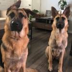 Photo of Odin & Opal