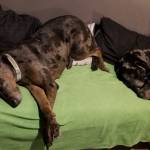 Photo of LT and Trooper