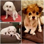 Photo of Leo, Charlie & Lady