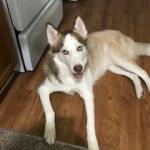 Photo of Apollo/Brody