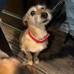 Photo of Murphy / Rufus