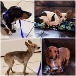 Photo of Ace, King, Jack Tango & Nina