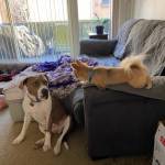 Photo of Duke and Daisy