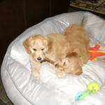 Photo of Izzy & Bella