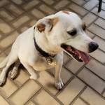 Photo of Loki & Tink