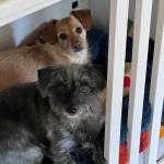 Photo of Skip / Fitz