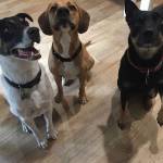 Photo of Buck, Snoopy & Bella