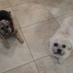 Photo of Dolly and Diva