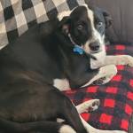 Photo of Lucy & Beau