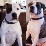 Photo of Roxie & Annie