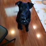 Photo of Apollo & Bella